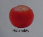 Tomate holandês